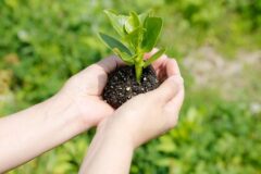 主な野菜苗の出荷時期について