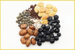 主な野菜種子の出荷時期について